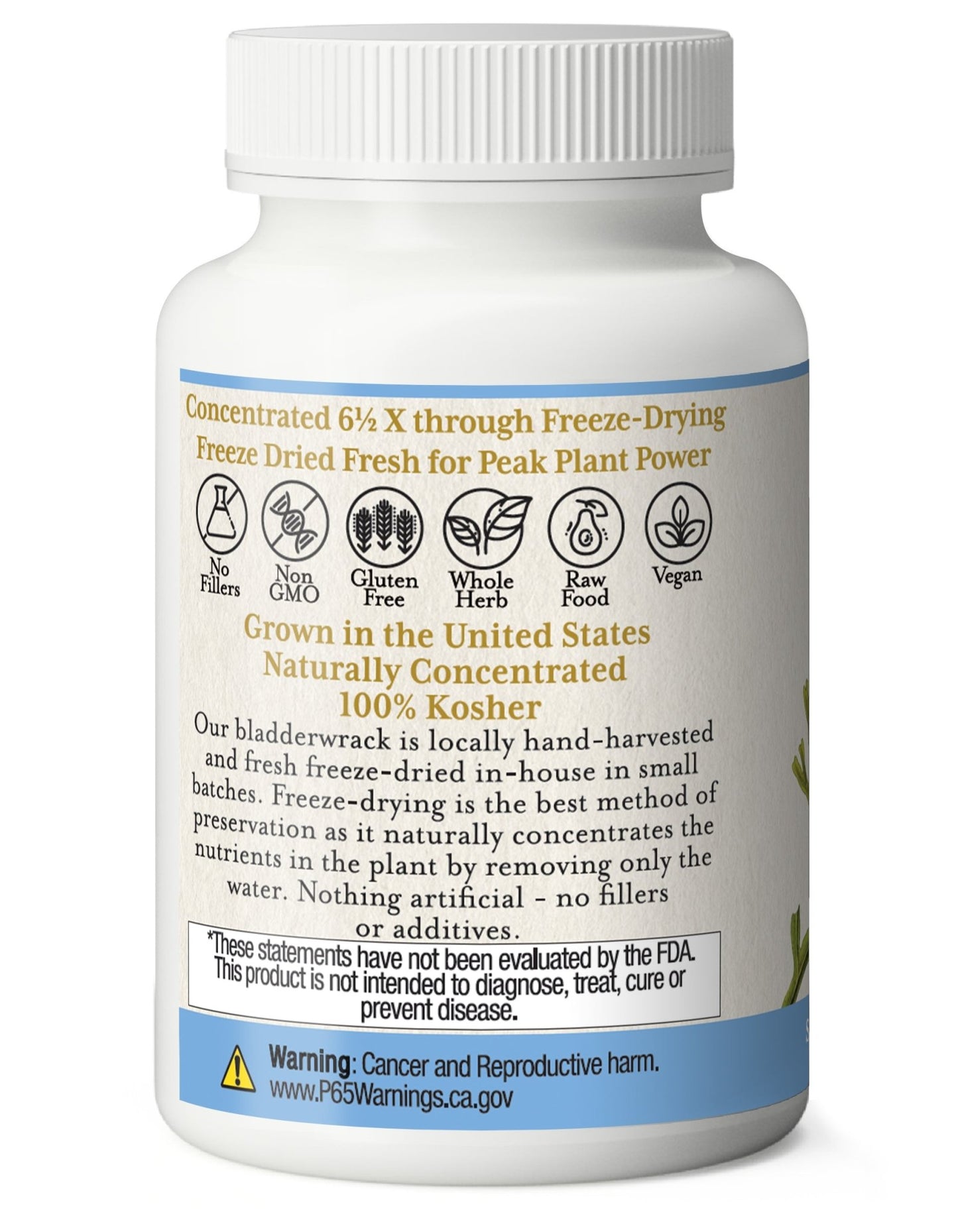 BLADDERWRACK CAPSULES - Tree Spirit Wellness