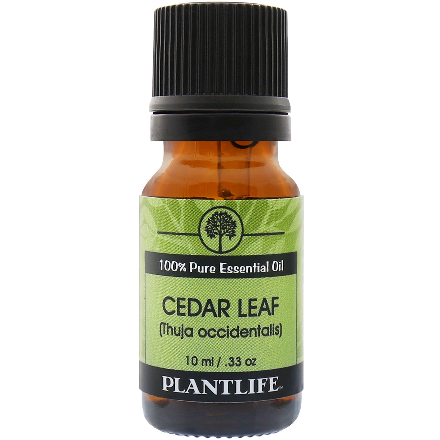 Cedar Leaf Essential Oil - Tree Spirit Wellness