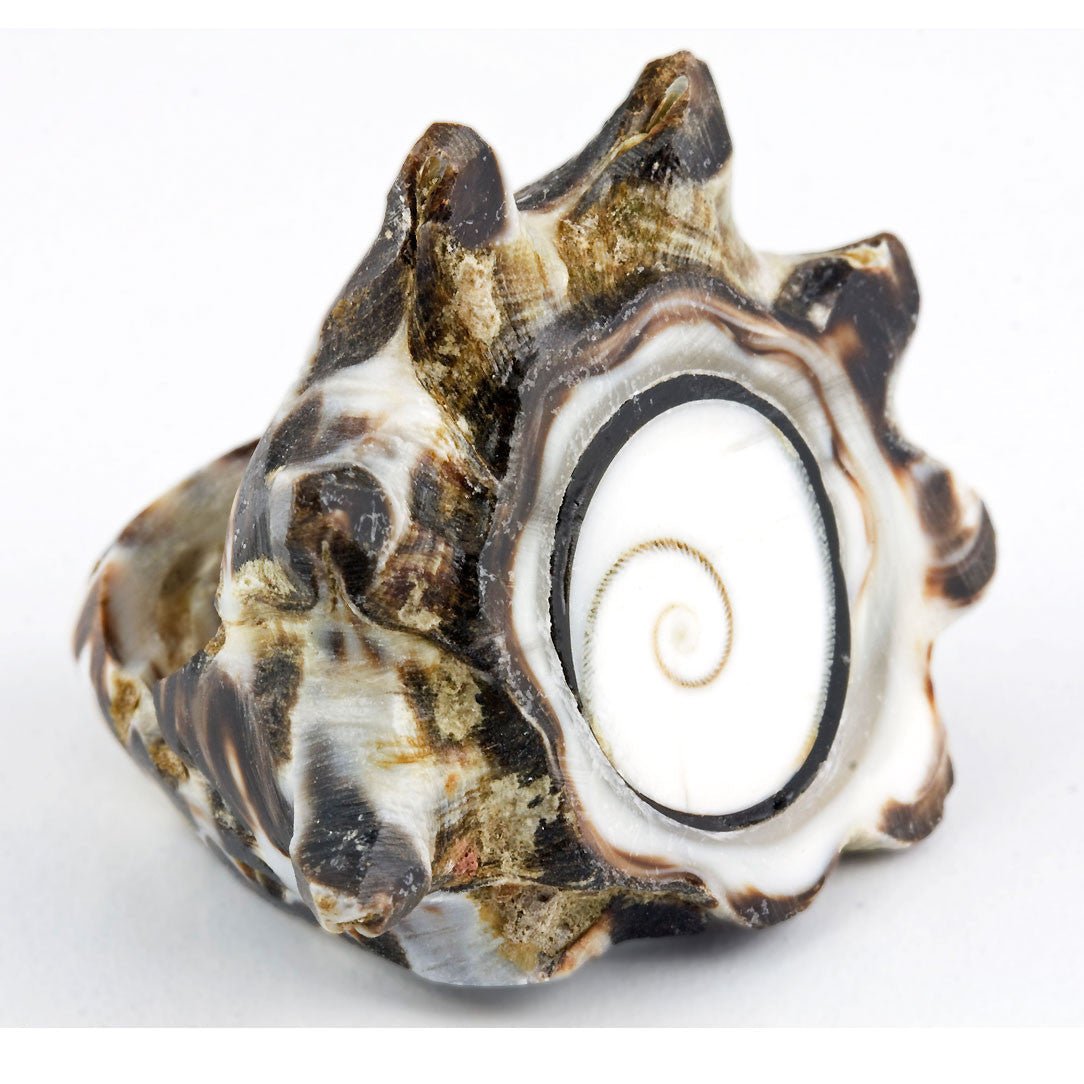Conch Shell Ring - Shiva Eye - Tree Spirit Wellness