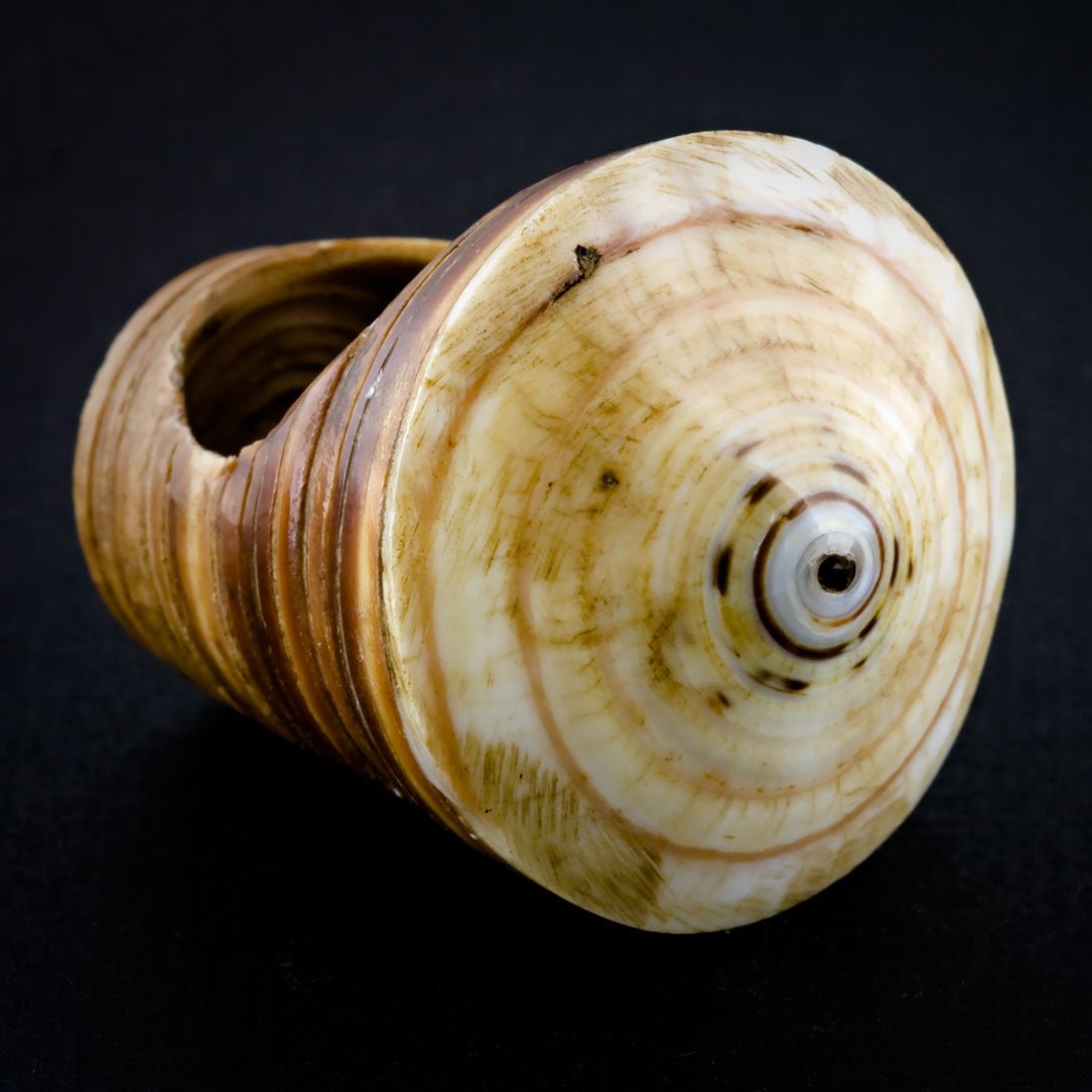 Sand Seashell Ring - Tea Stained Spiral - Tree Spirit Wellness