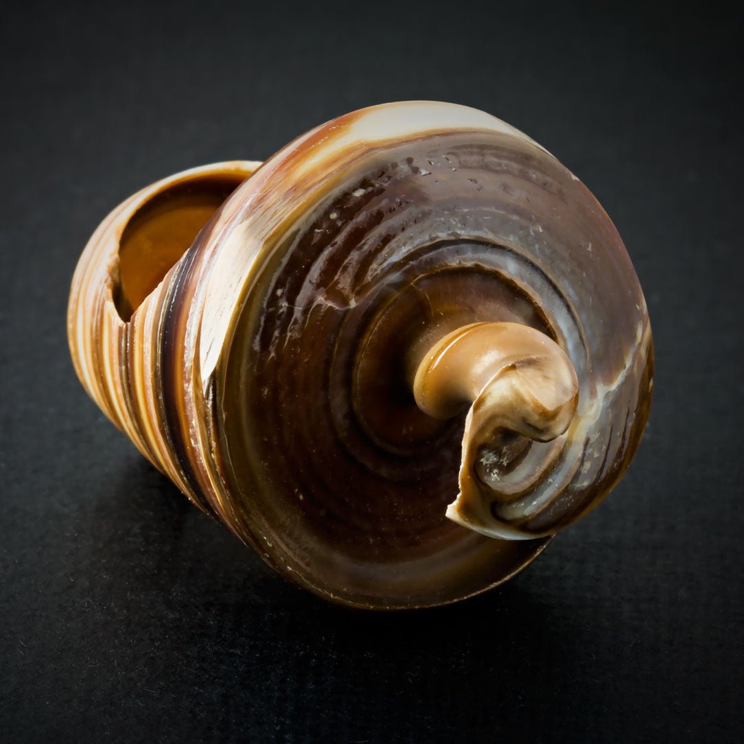 Sand Spiral Seashell Ring - Tree Spirit Wellness