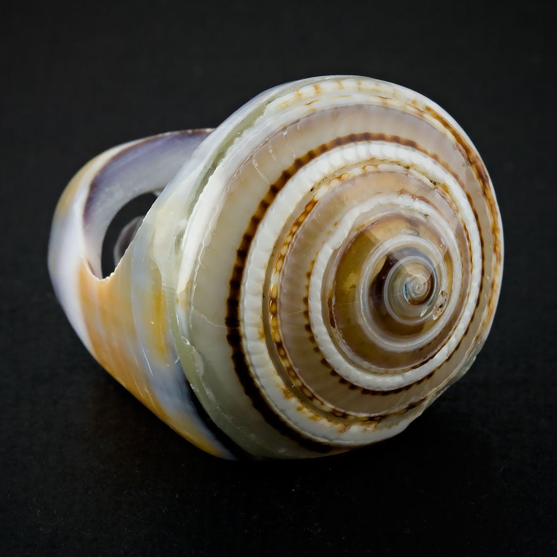 Seashell Ring - Purple Sand Spiral - Tree Spirit Wellness