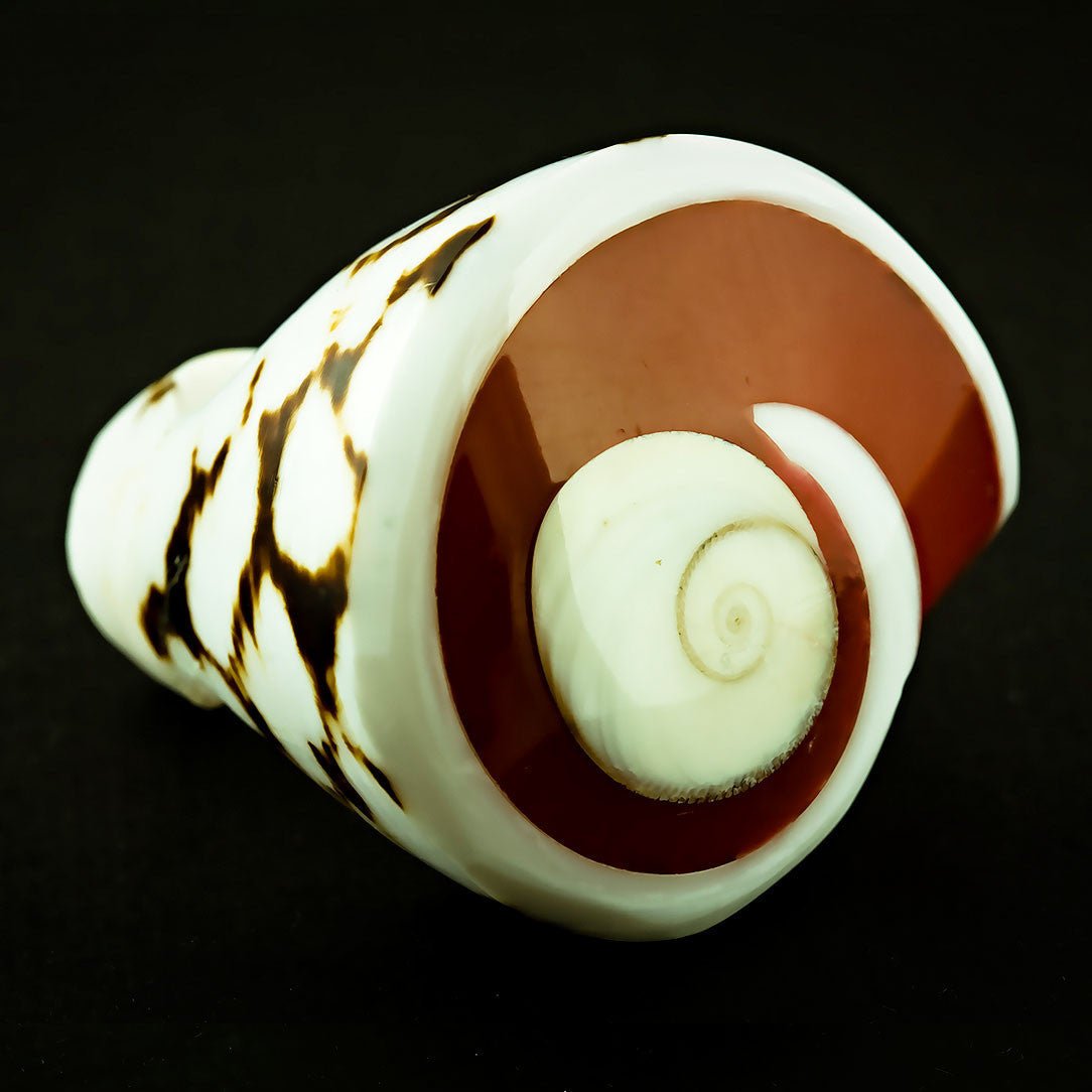 Spotted Seashell Ring - Red Shiva Eye - Tree Spirit Wellness