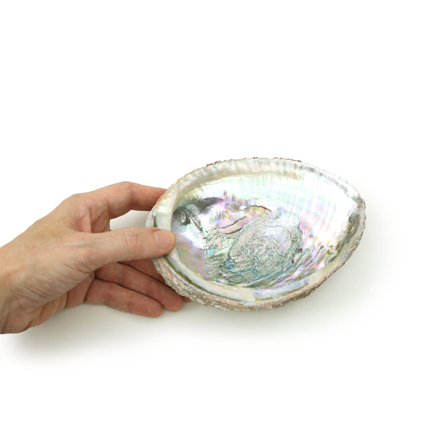 Prabhuji Burner - Abalone shell - Large 5"-6.5"