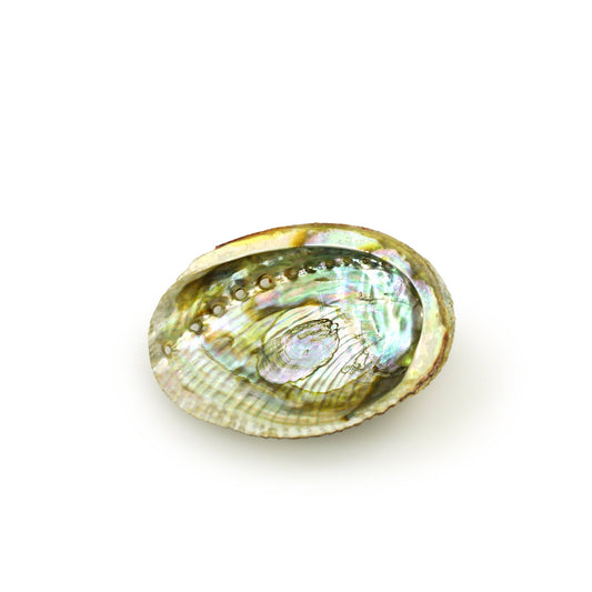 Prabhuji Burner - Abalone Shell - Medium 3.75"-5"
