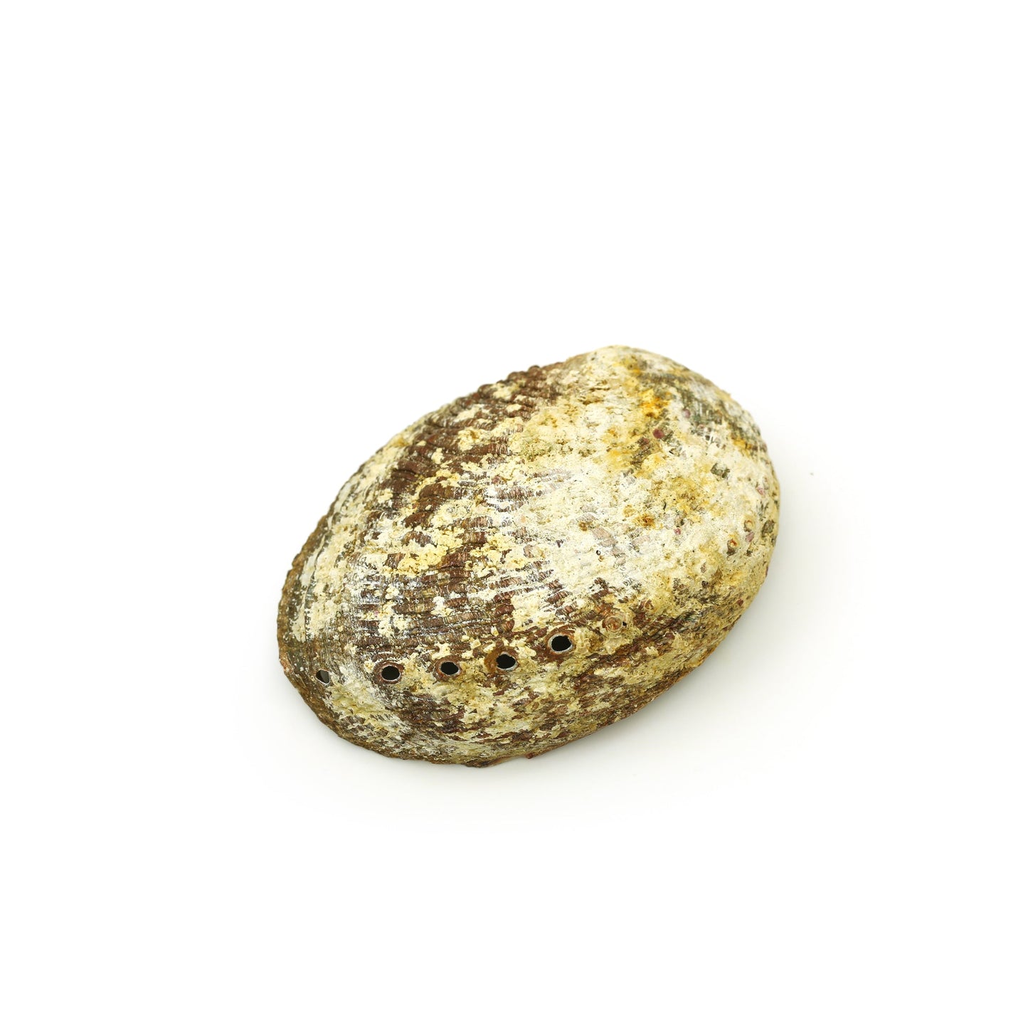 Prabhuji Burner - Abalone Shell - Medium 3.75"-5"
