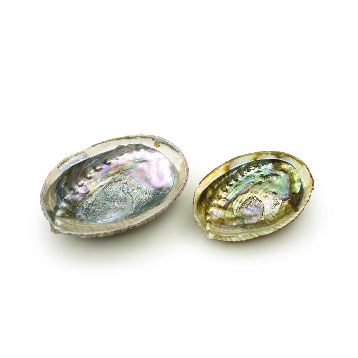 Prabhuji Burner - Abalone shell - Large 5"-6.5"