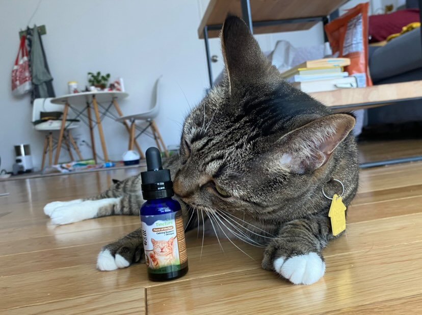 CBD Calming Cat Tincture 150 mg - Tree Spirit Wellness