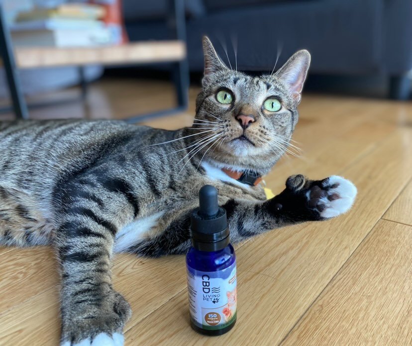 CBD Calming Cat Tincture 150 mg - Tree Spirit Wellness