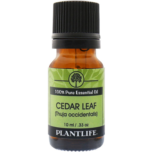 Cedar Leaf Essential Oil - Tree Spirit Wellness