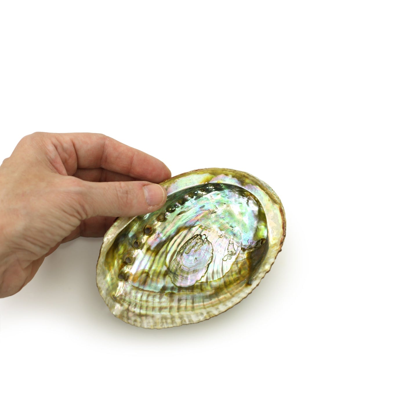 Burner - Abalone shell large 4" - 6" - Tree Spirit Wellness