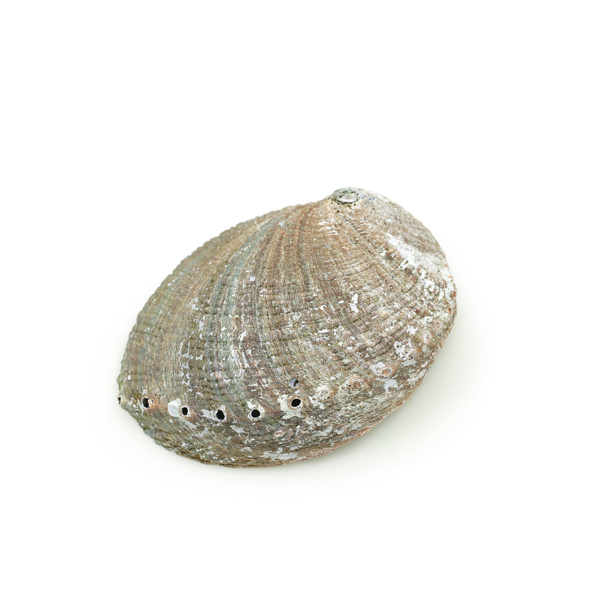 Burner - Abalone shell - Large 5"-6.5" - Tree Spirit Wellness
