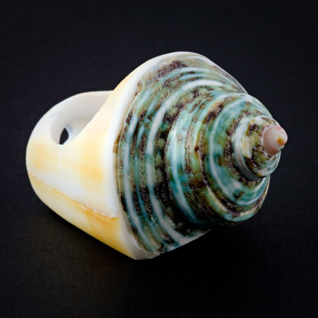 Coned Seashell Ring - Green Spiral - Tree Spirit Wellness