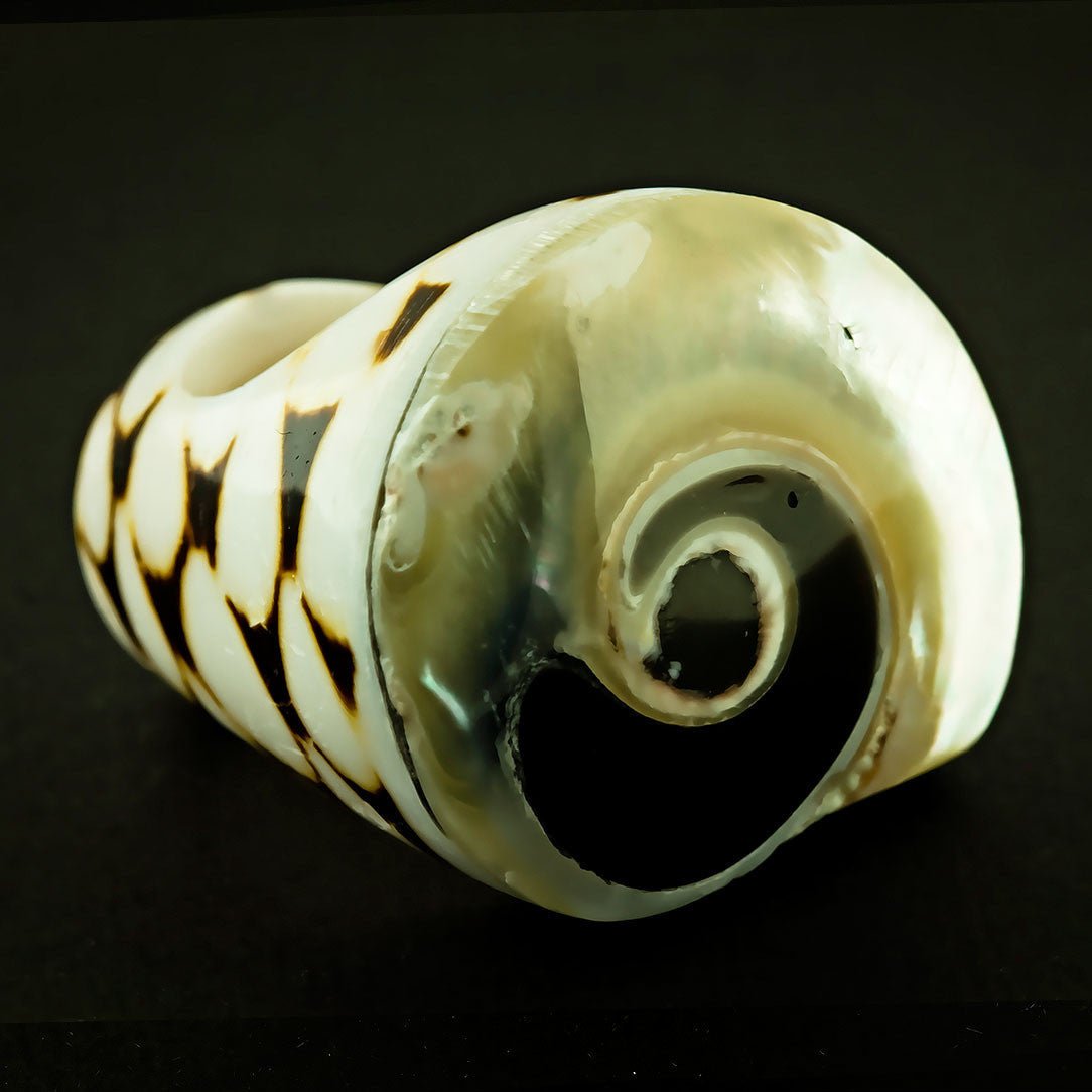 Spotted Seashell Ring - Pearl Opal - Tree Spirit Wellness